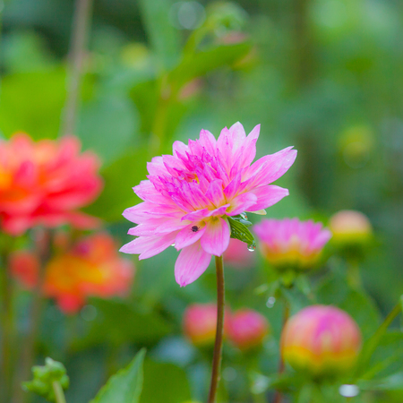 genera flower blossomの写真素材