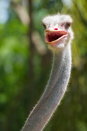ostrich smile close upの写真素材