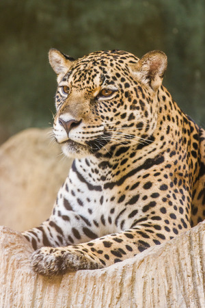 Leopard close upの写真素材
