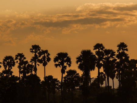Silhouette sugar palm treeの写真素材