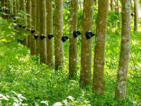 Rubber tree orchardの写真素材