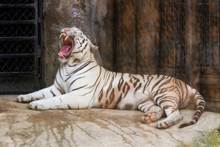 White tigerの写真素材