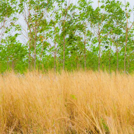 Grass flowerの写真素材