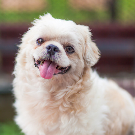 Close up Shih Tzu dogの写真素材