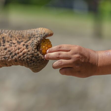 Feeding elephantの写真素材