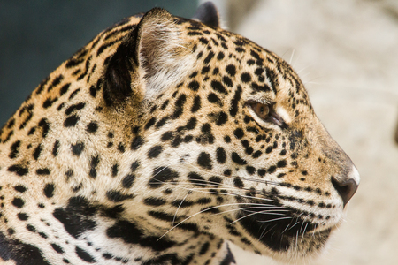 Leopard close upの写真素材