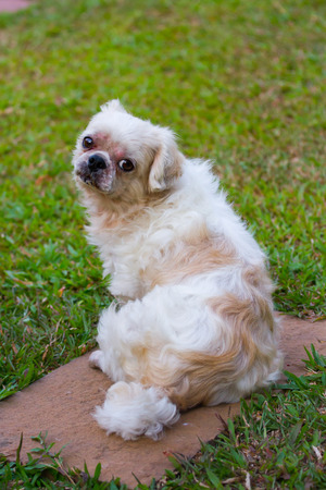 Shih Tzu dogの写真素材