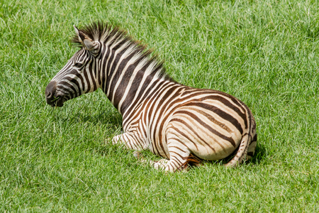 Zebra on green grassの写真素材