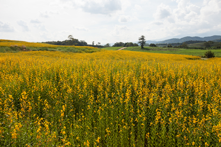 Yellow Sunhemp flower field with blue sky backgroundの写真素材