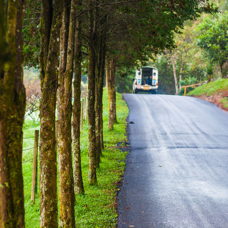 Road and treeの写真素材