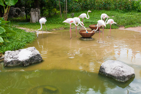flamingo birdsの写真素材