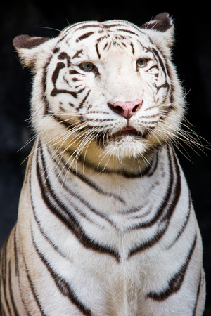 white tigerの写真素材