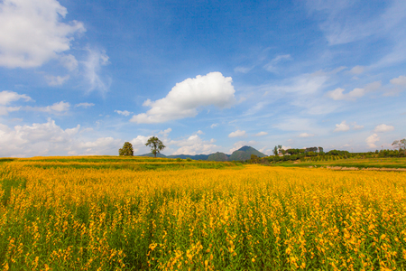 Yellow Sunhemp flower field with blue sky backgroundの写真素材