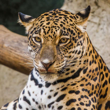 Leopard close upの写真素材