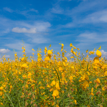 Yellow Sunhemp flower field with blue sky backgroundの写真素材