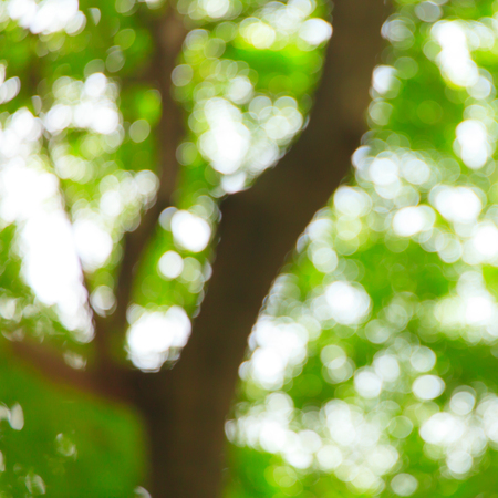 Abstract blur green tree backgroundの写真素材
