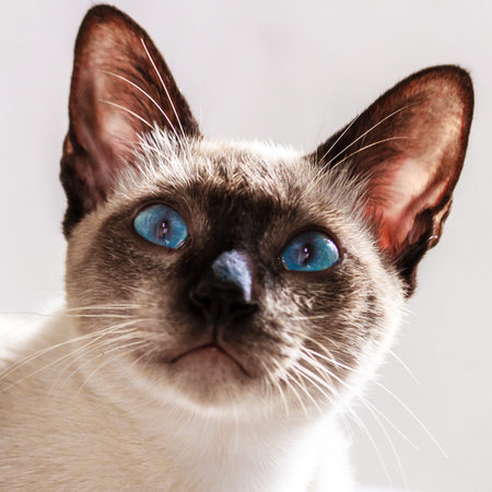 blue eye cat close up
