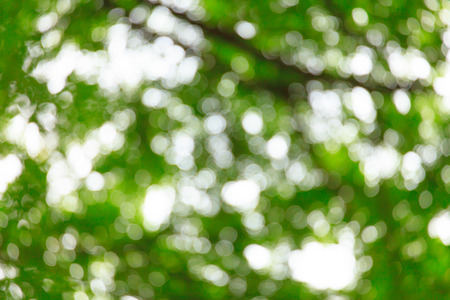 abstract blur of gree tree backgroundの写真素材