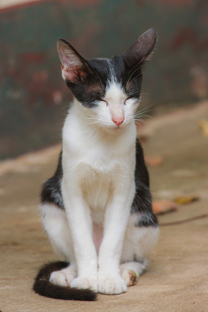 Cute cat close upの写真素材