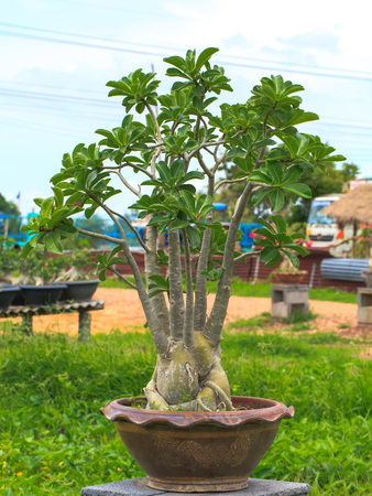 young impala lily plant on potの写真素材