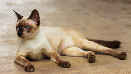 Blue eye catの写真素材