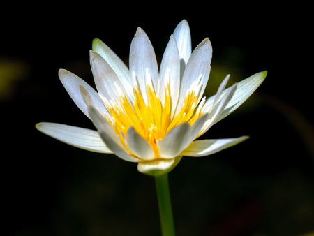 White lotus flowerの写真素材
