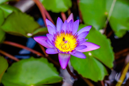 Purple lotusの写真素材