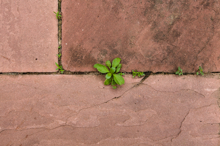 Young sprout grow from red sand blockの写真素材
