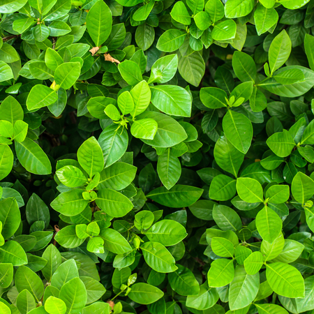 Green tree backgroundの写真素材