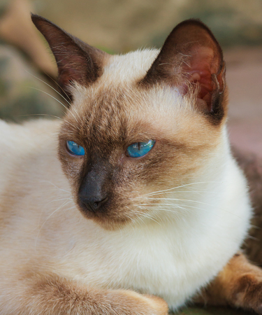 blue eyes catの写真素材