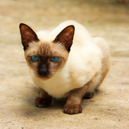Blue eye catの写真素材
