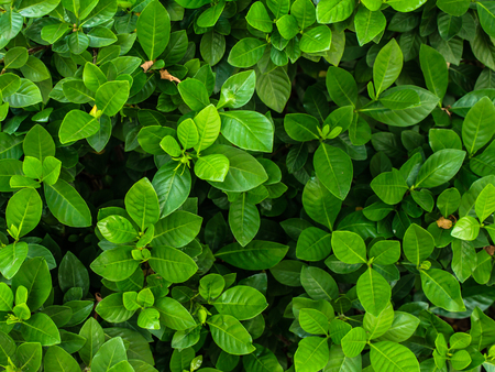Green leave backgroundの写真素材