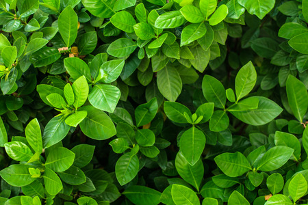 Green leaf treeの写真素材
