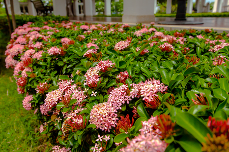 pink flower of Rauvolfia serpentineの写真素材