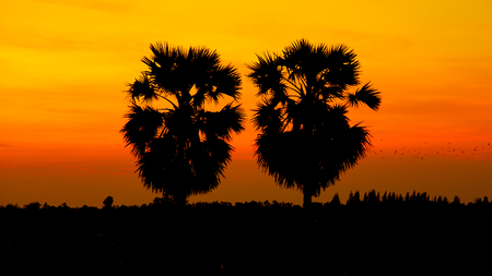 Beautiful sunrise sky and silhouette sugar palm treeの写真素材