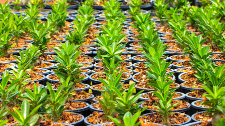 young impala lily plant on potの写真素材