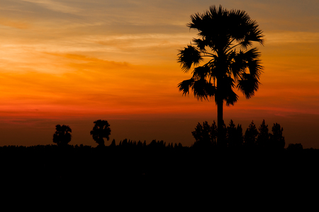 Beautiful sunrise sky and silhouette sugar palm treeの写真素材