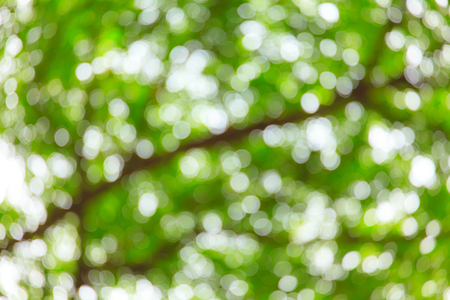 Abstract blur green tree backgroundの写真素材