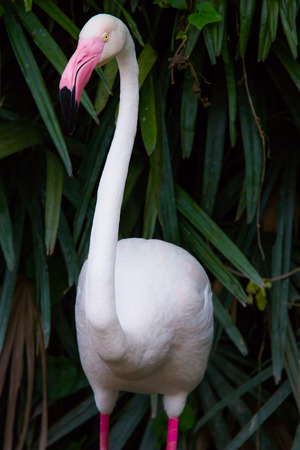 Flamingo birdの写真素材