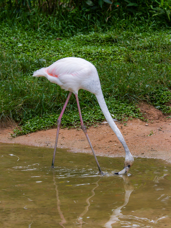 Flamingo bird drinking waterの写真素材