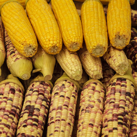 Cornの写真素材