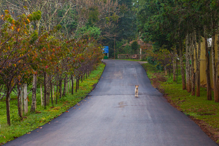 Asphalt road and tree on sideの写真素材