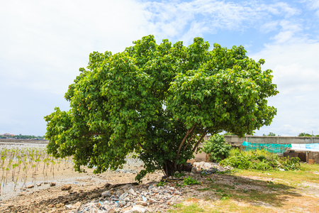 Bo treeの写真素材