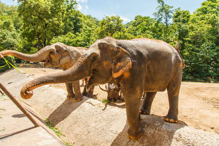 Thai elephant having food in Safariの写真素材