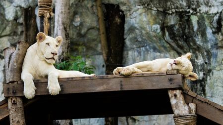 White lionsの写真素材