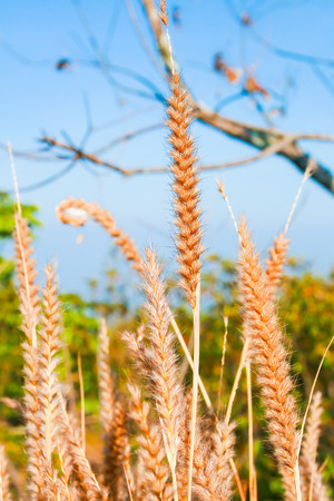 natural grass flowerの写真素材