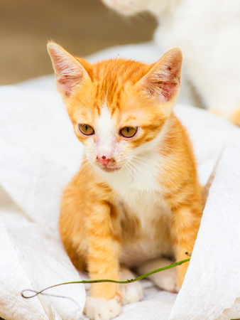 cute kitty catの写真素材