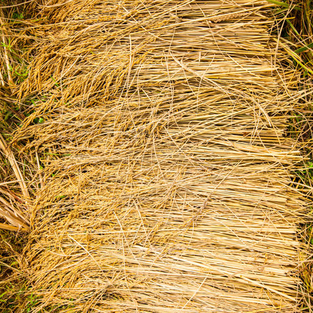 Golden rice after harvest