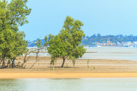 Mangrove tree
