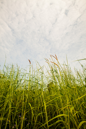 Grass flowerの写真素材